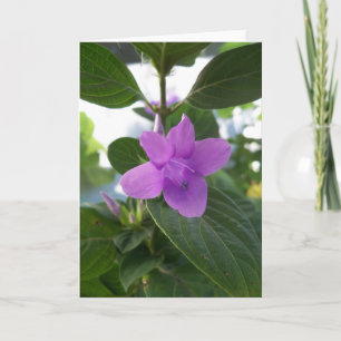 Purple Philippine Violet Card