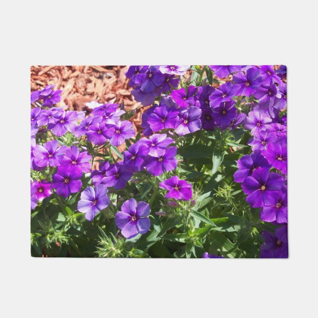 Purple Phlox flowers on a door mat (Front)