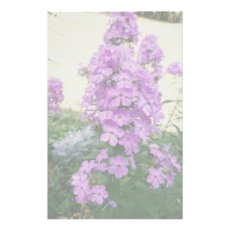 Purple Phlox Flowers Stationary Stationery