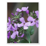 Purple Phlox Flowers Temporary Tattoos
