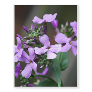 Purple Phlox Flowers Temporary Tattoos