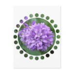 Purple Phlox Postcard