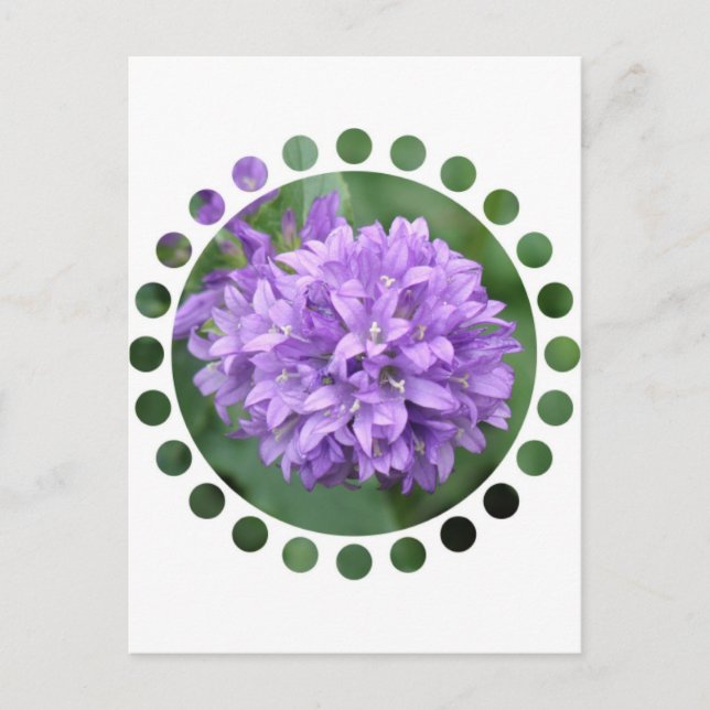 Purple Phlox Postcard (Front)