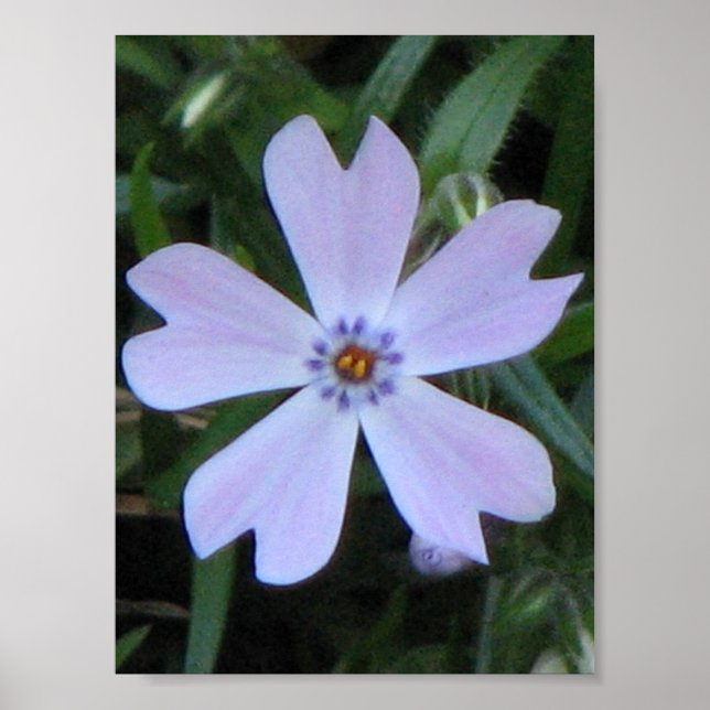 Purple Phlox Poster (Front)