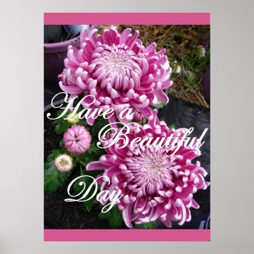 Purple Pink Chrysanthemum Floral Flowers Poster