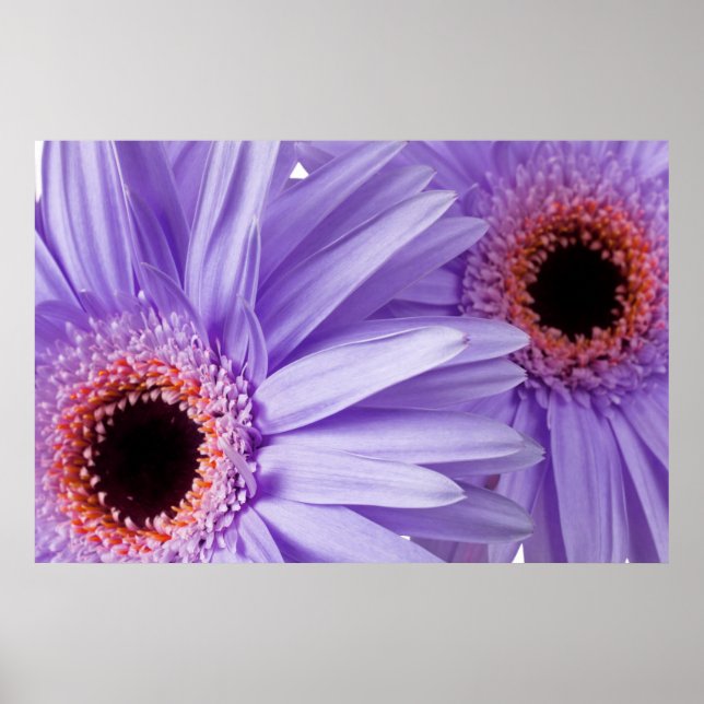 Purple Pink Daisy Customized Daisies Template Poster (Front)