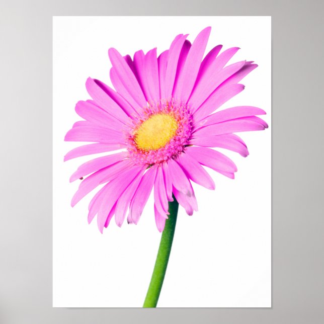 Purple Pink Daisy Customized  Daisies Template Poster (Front)