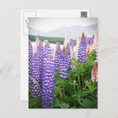 Purple & Pink Flowers : Lupins @ New Zealand Postc Postcard (Front/Back)