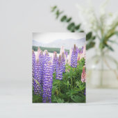 Purple & Pink Flowers : Lupins @ New Zealand Postc Postcard (Standing Front)