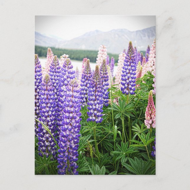 Purple & Pink Flowers : Lupins @ New Zealand Postc Postcard (Front)