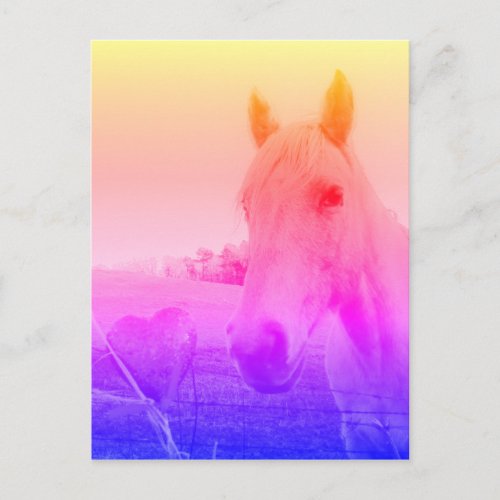 Purple pink Horse  Heart Postcard