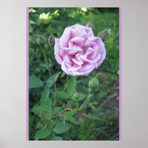 Purple Pink Rose Photo Poster