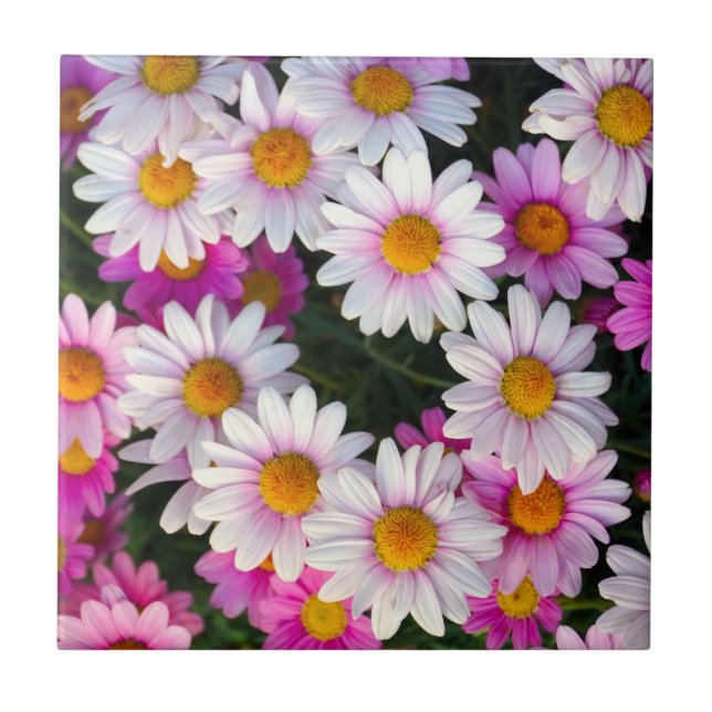 Purple Pink White Daisies Flowers Ceramic Tile (Front)