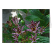 Purple pink white striped orchid like flower lilly (Front Horizontal)