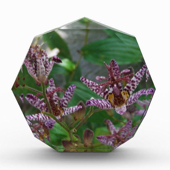 Purple pink white striped orchid like flower lilly award (Front)