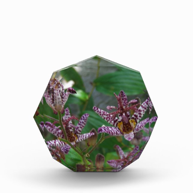 Purple pink white striped orchid like flower lilly award (Front)
