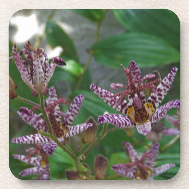 Purple pink white striped orchid like flower lilly beverage coaster (Front)