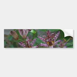 Purple pink white striped orchid like flower lilly bumper sticker