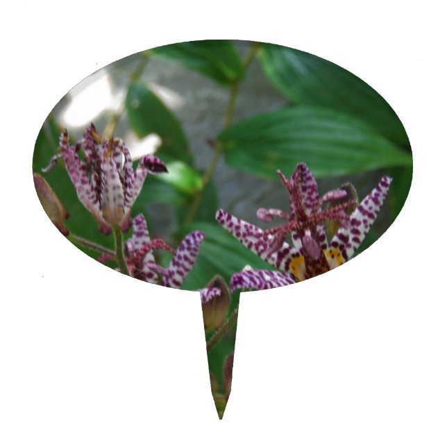 Purple pink white striped orchid like flower lilly cake topper (Front)