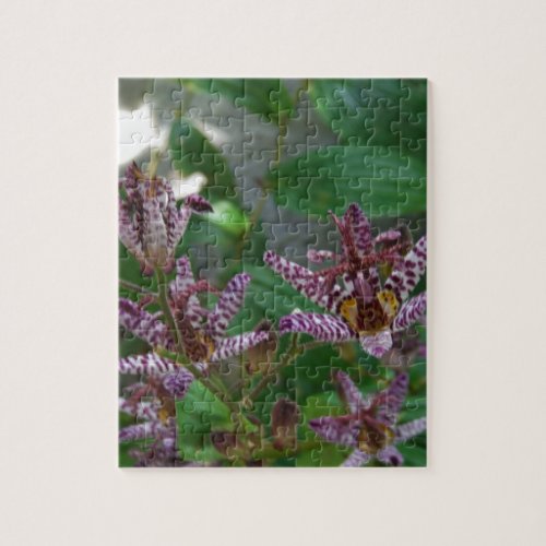 Purple pink white striped orchid like flower lilly jigsaw puzzle