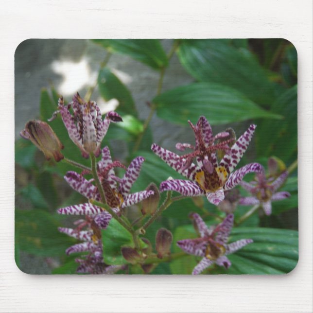 Purple pink white striped orchid like flower lilly mouse pad (Front)