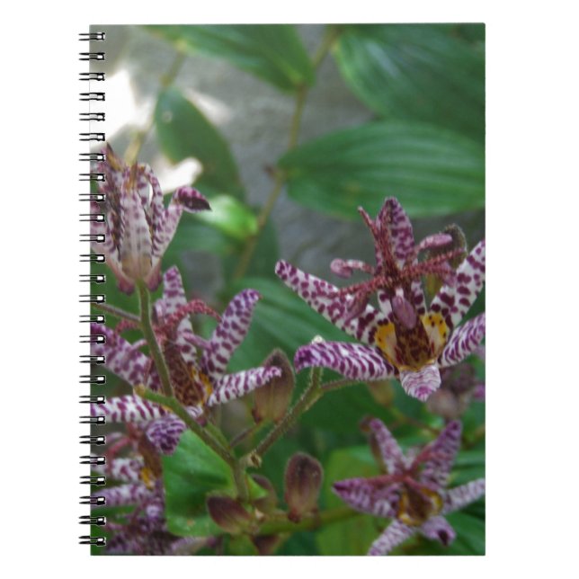 Purple pink white striped orchid like flower lilly notebook (Front)