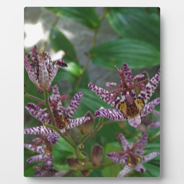 Purple pink white striped orchid like flower lilly plaque (Front)