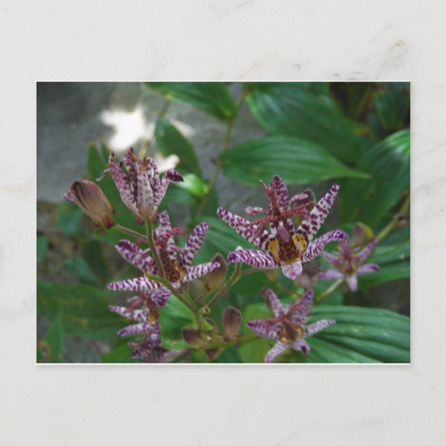 Purple pink white striped orchid like flower lilly postcard (Front)