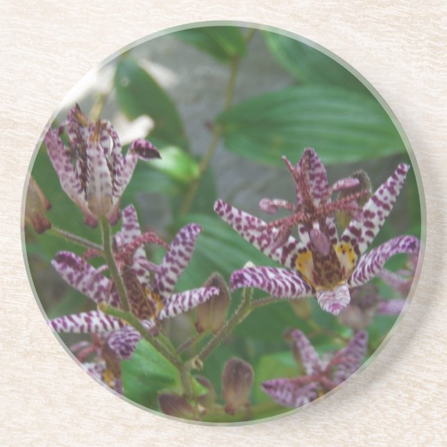 Purple pink white striped orchid like flower lilly sandstone coaster (Front)