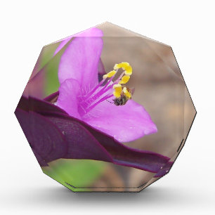 purple plant called spiderwort and a tiny bee award