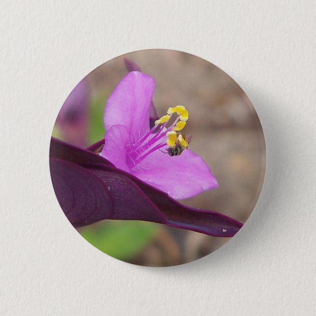 purple plant called spiderwort and a tiny bee button (Front)