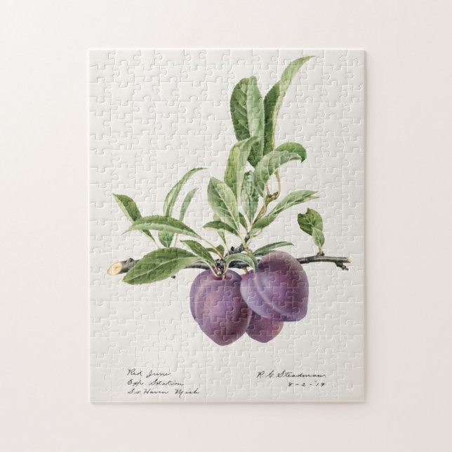 Purple Plums (Prunus Domestica) Fruit Painting Jigsaw Puzzle (Vertical)