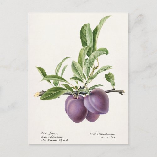 Purple Plums Prunus Domestica Fruit Painting Postcard