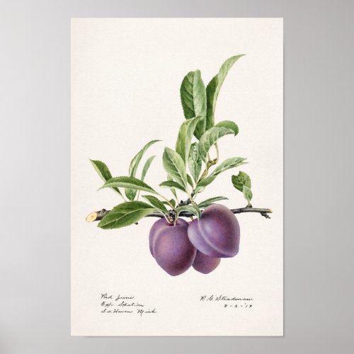 Purple Plums Prunus Domestica Fruit Painting Poster