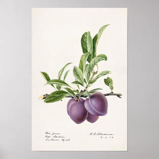 Purple Plums (Prunus Domestica) Fruit Painting Poster | Zazzle