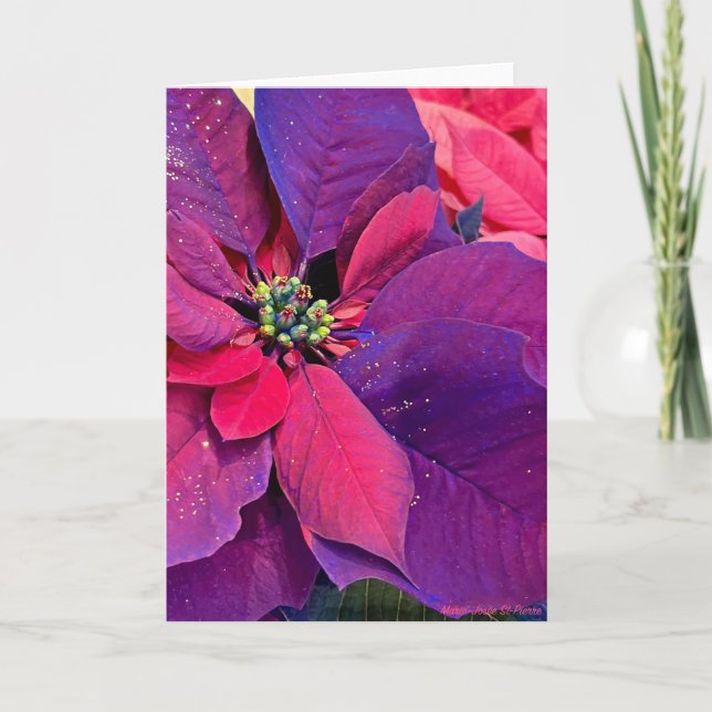 Purple Poinsettias Card (Front)