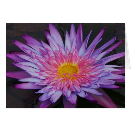 Purple Pond Lily Frameable All Occasion Card 7x5 (Front Horizontal)