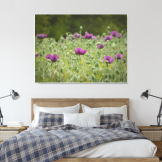 Purple Poppies in Blooming Meadow Canvas Print
