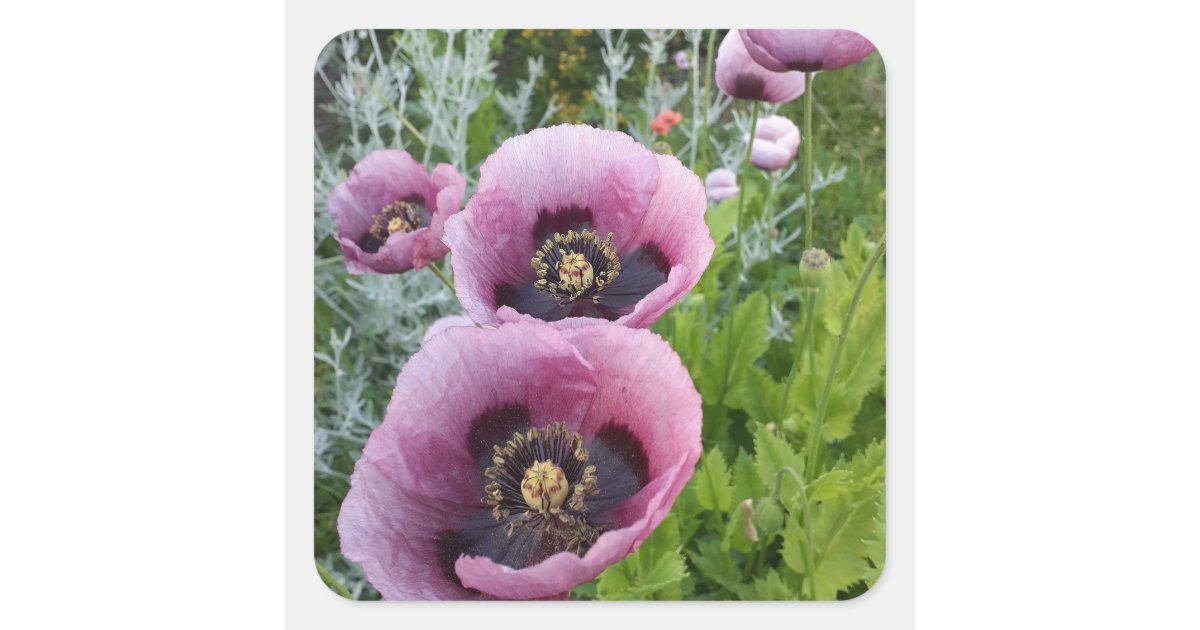 Purple Poppy Poppies Flower Car Air Freshener Square Sticker | Zazzle
