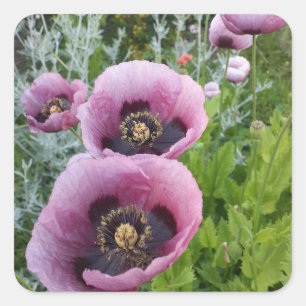 Purple Poppy Poppies Flower Car Air Freshener Square Sticker