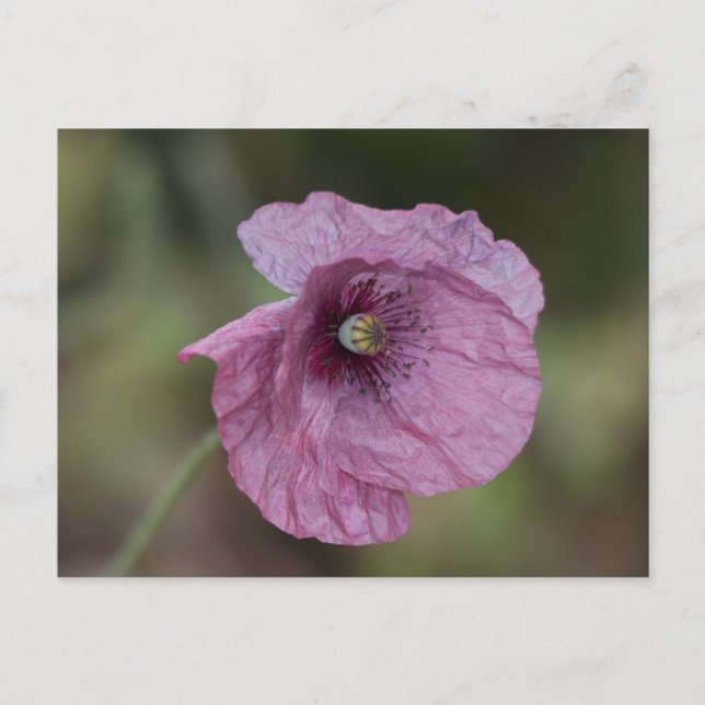 Purple Poppy Postcard (Front)