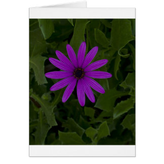 Purple Power Cards