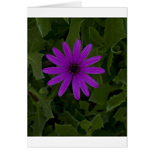 Purple Power Cards (Front)