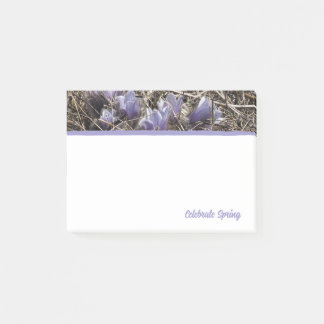 Purple Prairie Crocus Notes