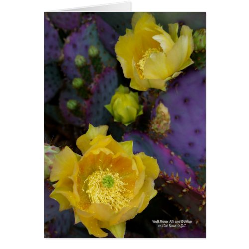 Purple prickly pear opuntia cactus yellow flowers