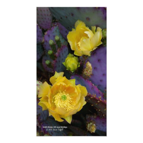 Purple prickly pear opuntia cactus yellow flowers photo print