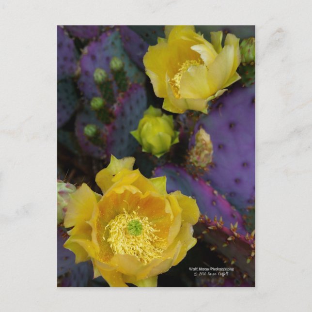 Purple prickly pear opuntia cactus yellow flowers postcard (Front)