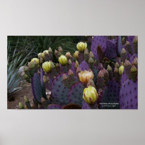 Purple prickly pear opuntia cactus yellow flowers poster