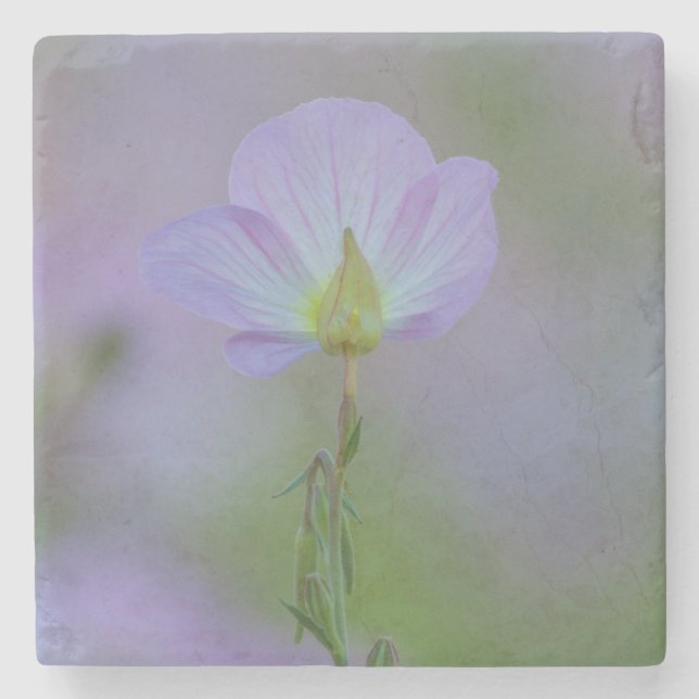 Purple Primrose Stone Coaster (Front)