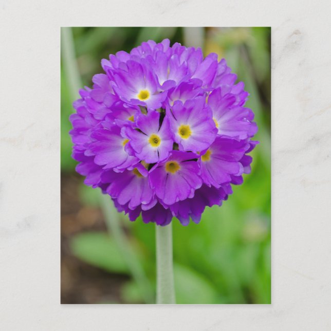 Purple  Primula Flower Postcard (Front)